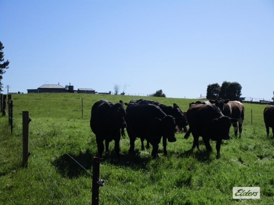 175 Allison Road, North Motton, TAS, 7315 - Image 15
