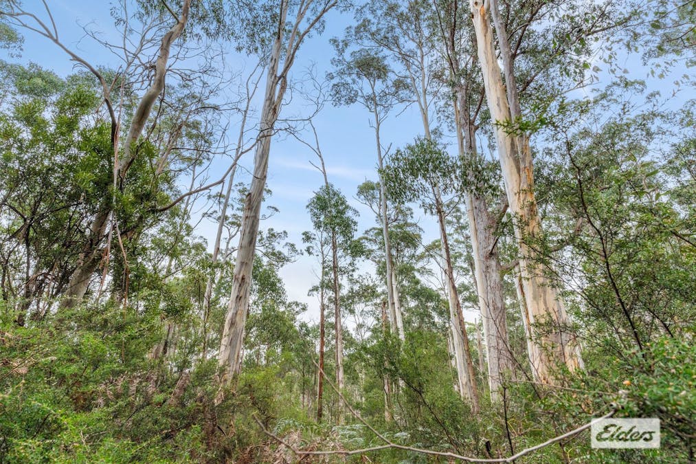 Bannons Bridge Road, Gunns Plains, TAS, 7315 - Image 5