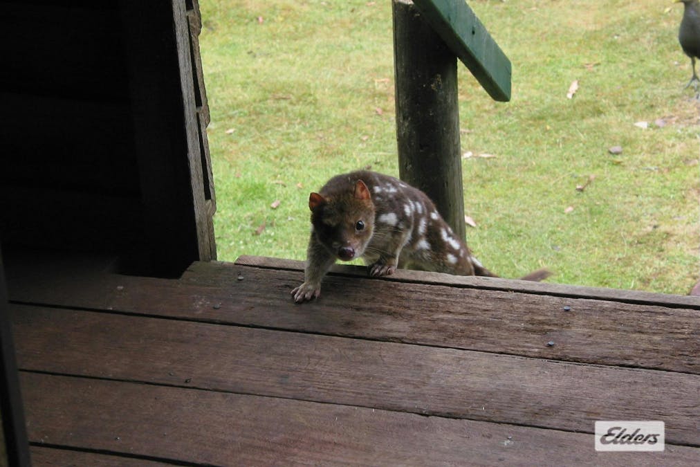 1519 Loongana Road, Loongana, TAS, 7315 - Image 28