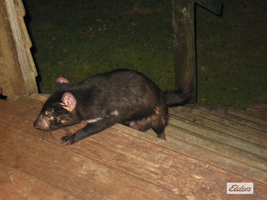 1519 Loongana Road, Loongana, TAS, 7315 - Image 29