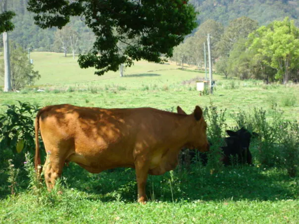 415/ Mount Kilcoy Road, Mount Kilcoy, QLD, 4515