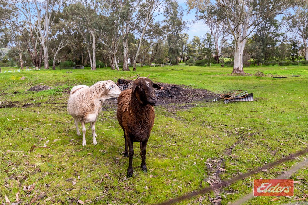 40 Austin Crescent, Cockatoo Valley, SA, 5351 - Image 29