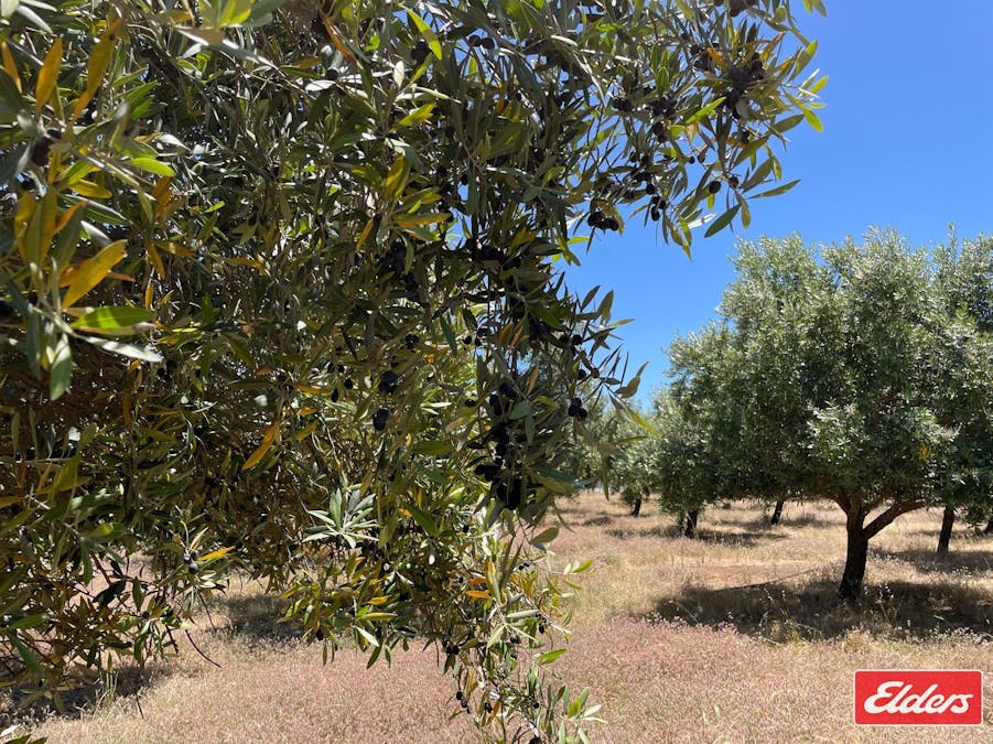 Lot 32 (216) Parkers Road, Gawler Belt, SA, 5118 - Image 6