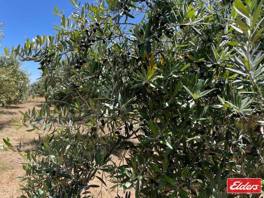 Lot 32 (216) Parkers Road, Gawler Belt, SA, 5118 - Image 10