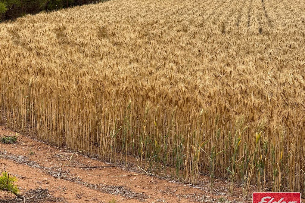 546 Davies Road, Mallala, SA, 5502 - Image 29