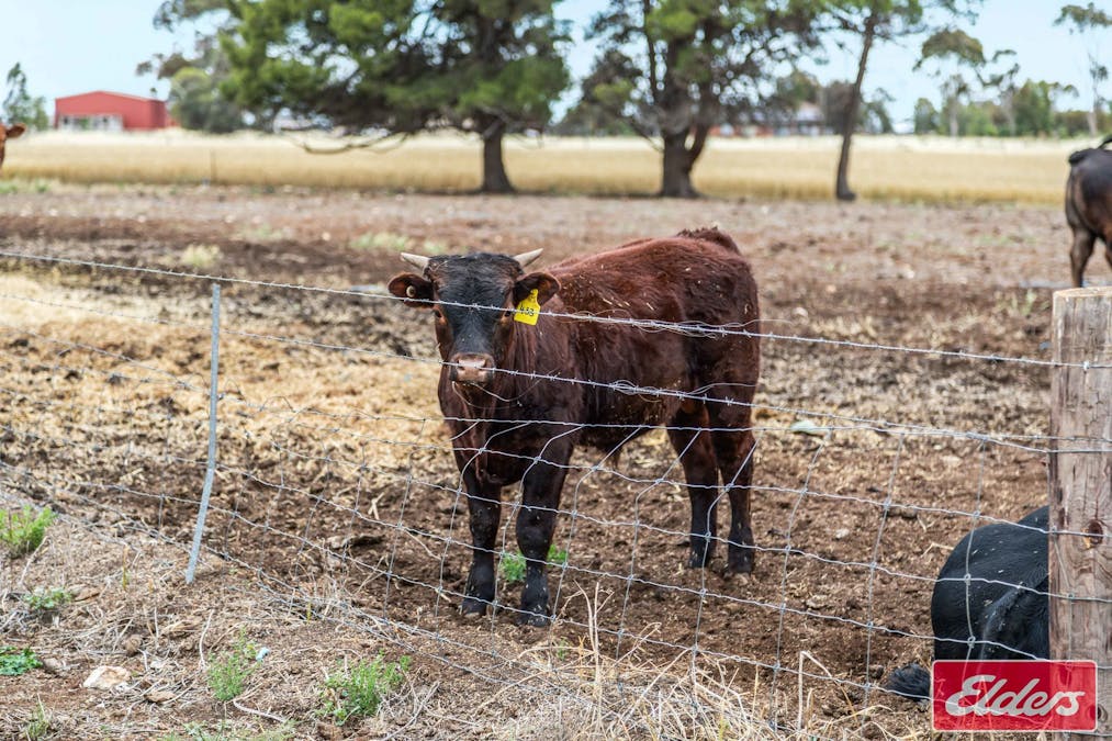 546 Davies Road, Mallala, SA, 5502 - Image 33