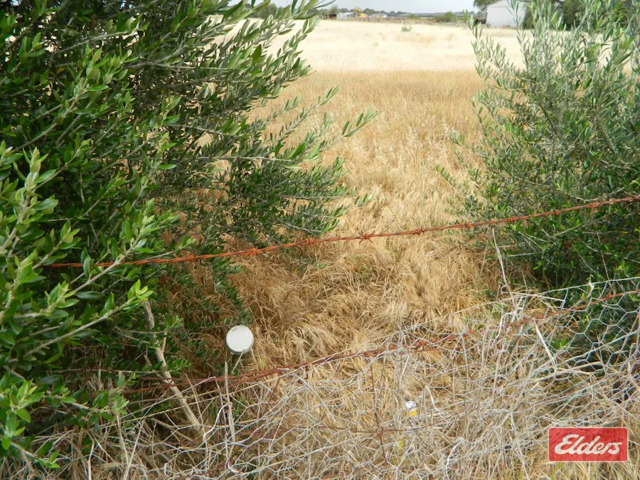 49 De Mannu Road, Munno Para Downs, SA, 5115 - Image 16
