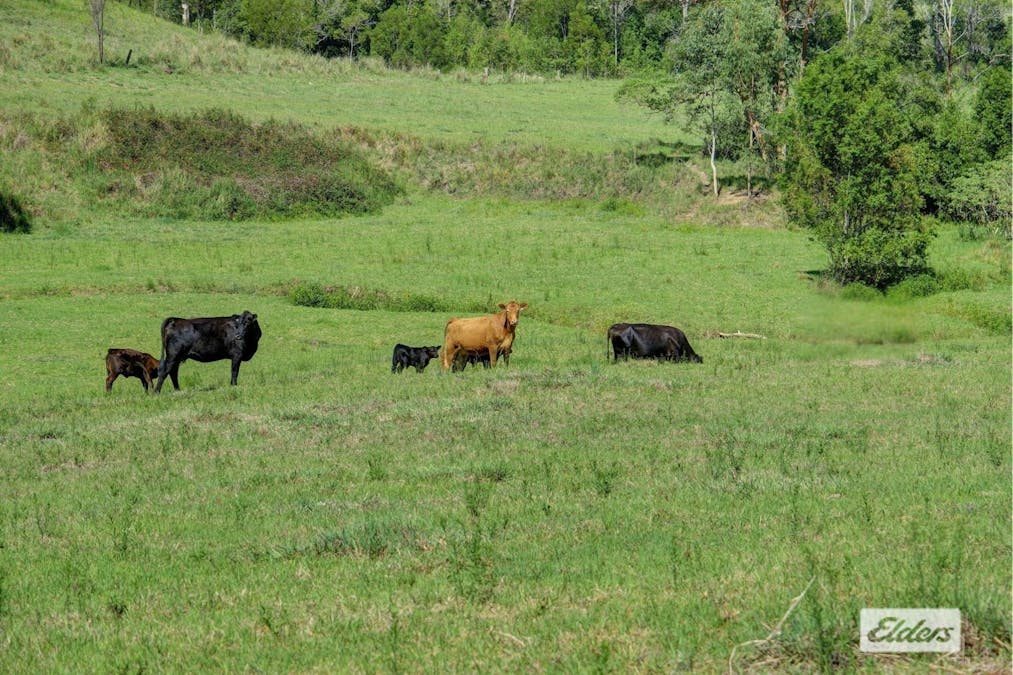 Kings Creek Road, Krambach, NSW, 2429 - Image 4