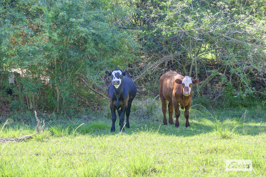 Kings Creek Road, Krambach, NSW, 2429 - Image 23