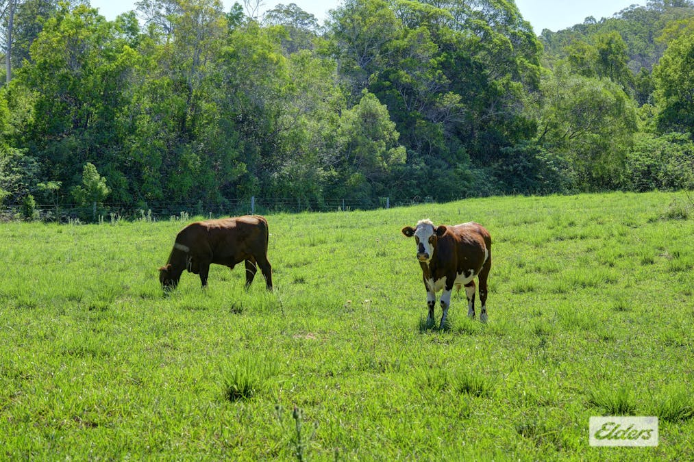 Kings Creek Road, Krambach, NSW, 2429 - Image 29