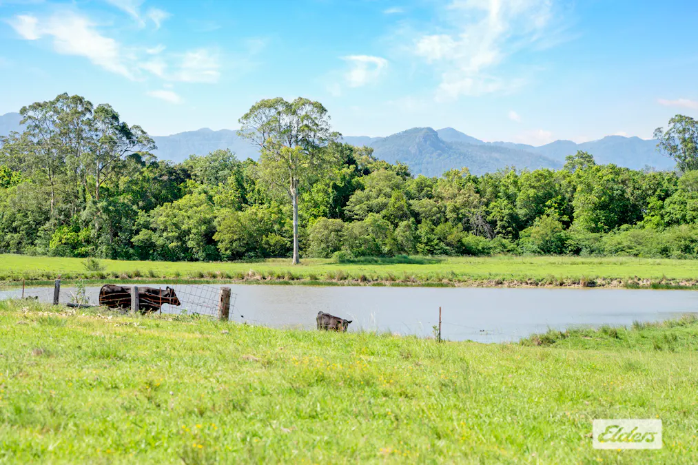 Cedar Party, NSW, 2429 - Image 4