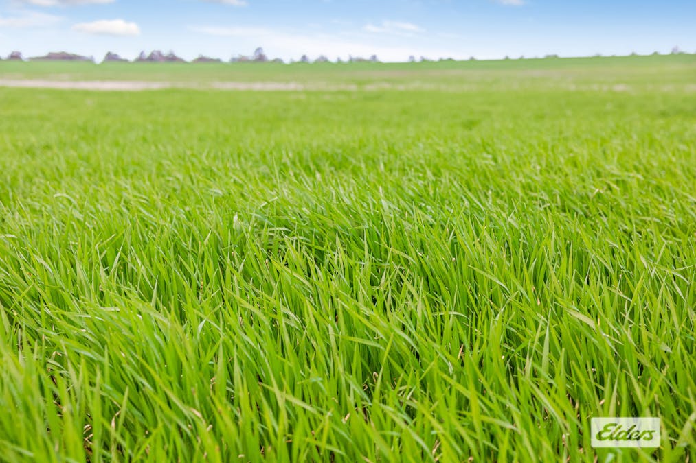 Sweeneys Lane, Bridgewater, VIC, 3516 - Image 5
