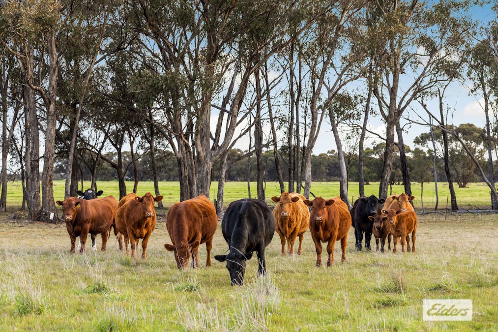 Rasmussens Road, Goornong, VIC, 3557 - Image 5