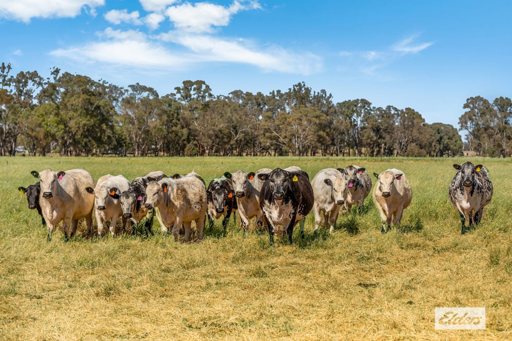 421 Goornong-Fosterville Road, Goornong, VIC, 3557 - Image 2