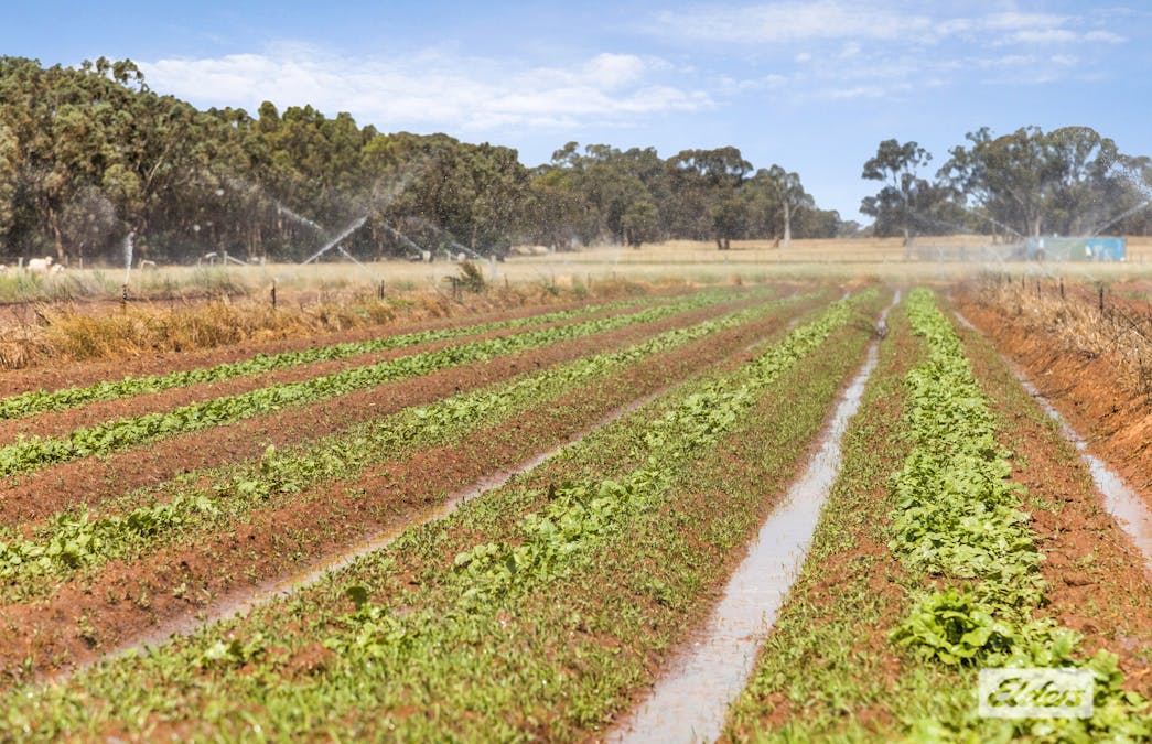 421 Goornong-Fosterville Road, Goornong, VIC, 3557 - Image 5