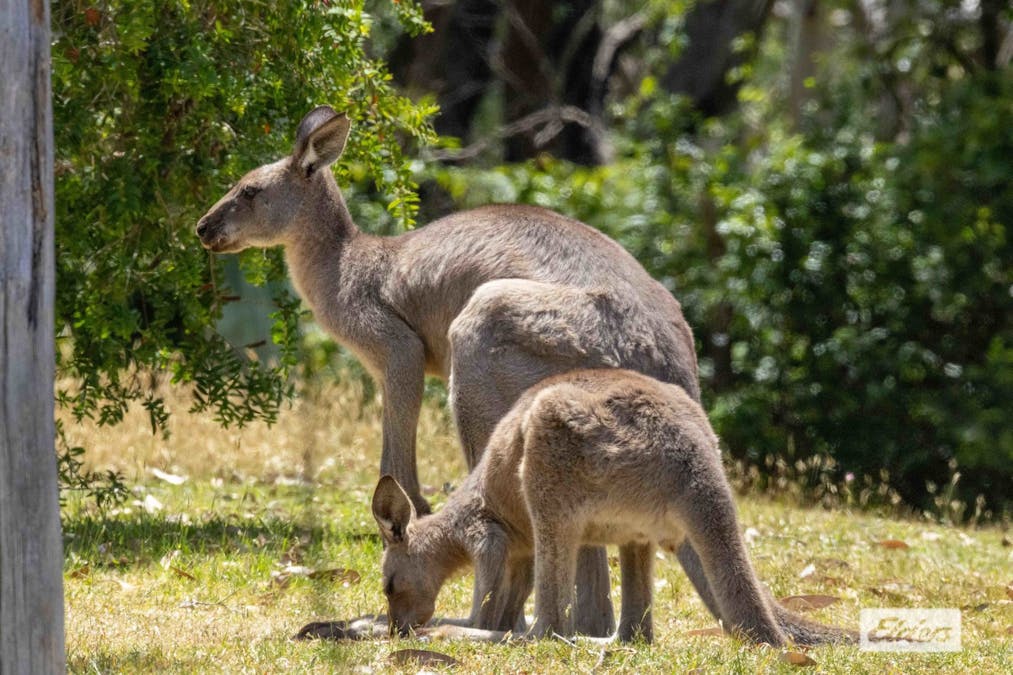 6 Scott Street, Durras North, NSW, 2536 - Image 17