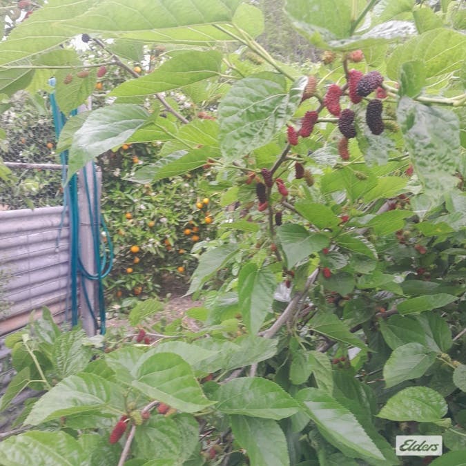 68 Urana Street, The Rock, NSW, 2655 - Image 20