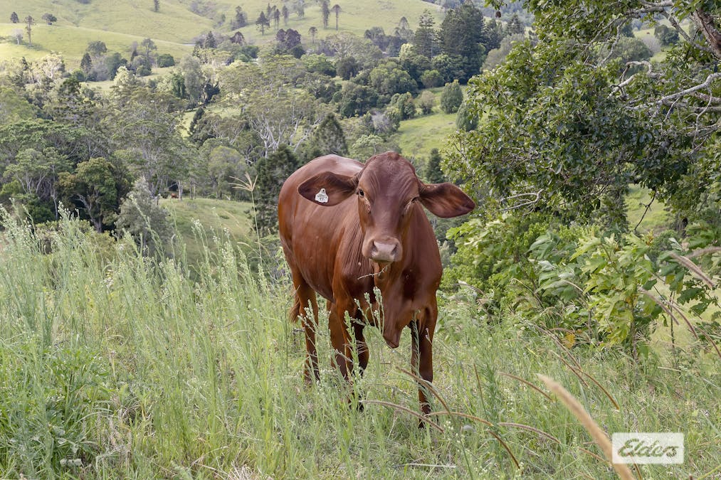 119 Perrys Road, Kidaman Creek, QLD, 4574 - Image 14