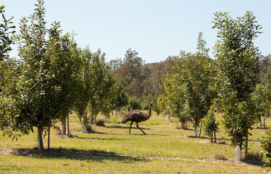 71 Red Root Road, Pillar Valley, NSW, 2462 - Image 3